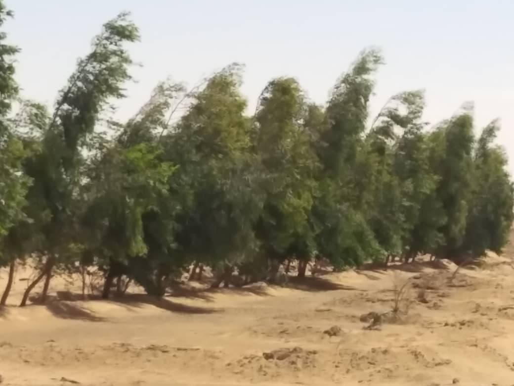 مزرعة للبيع لعشاق الاستثمار الزراعي بسعر ممتاز بالولاية الشمالية دنقلا