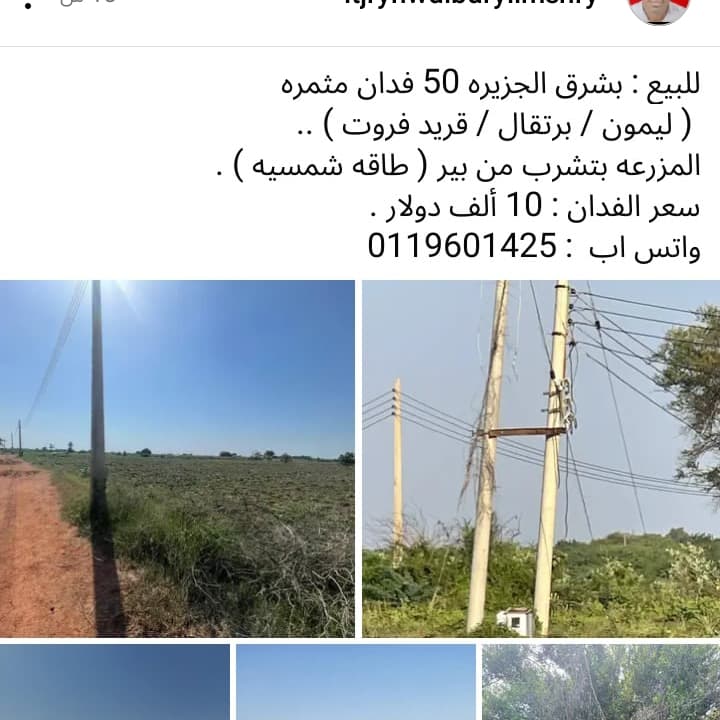 مزرعه للبيع بالجزيره 50 فدان . شجر مثمر هلا