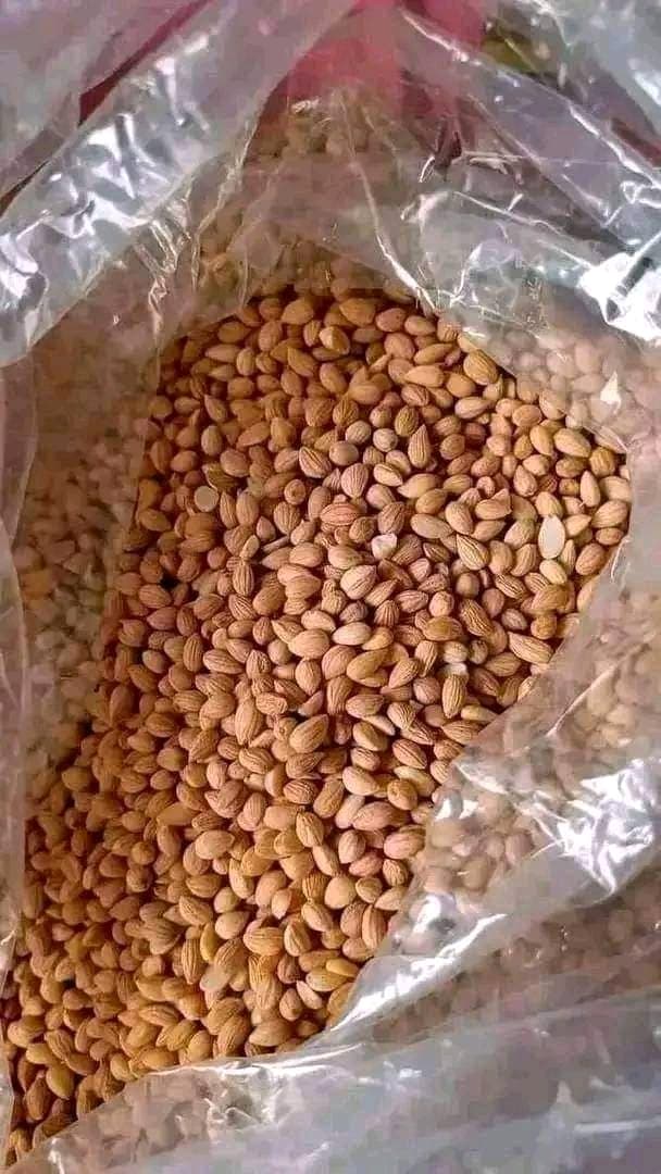 صورة ريحة عروس سودانية - 5