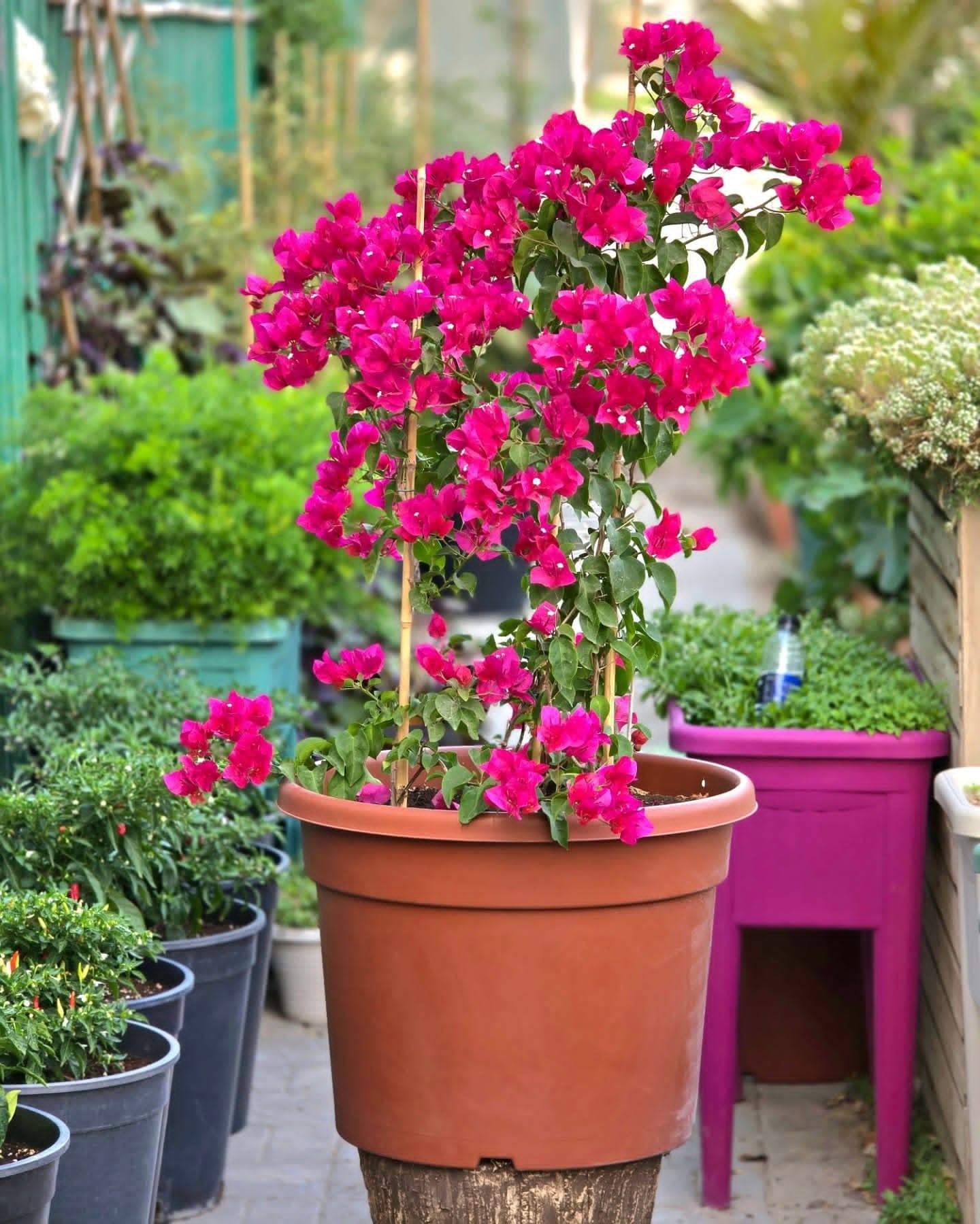 تنسيق حدائق وزراعة الأشجار والنخيل وزراعة الثيل الطبيعي وتركيب العشب الجيداري متخصصون في مجال الزراعة وتنسيق الحدائق  - الزراعة في الرياض