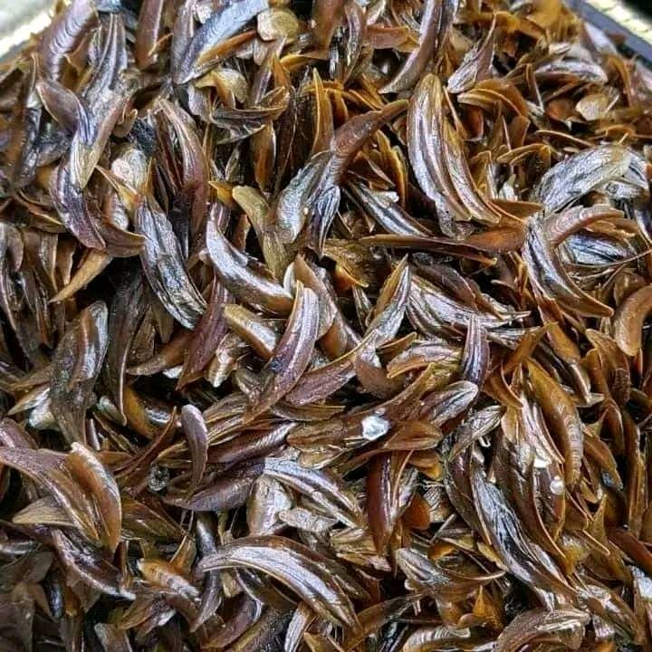 صورة ريحة عروس سودانية - 6