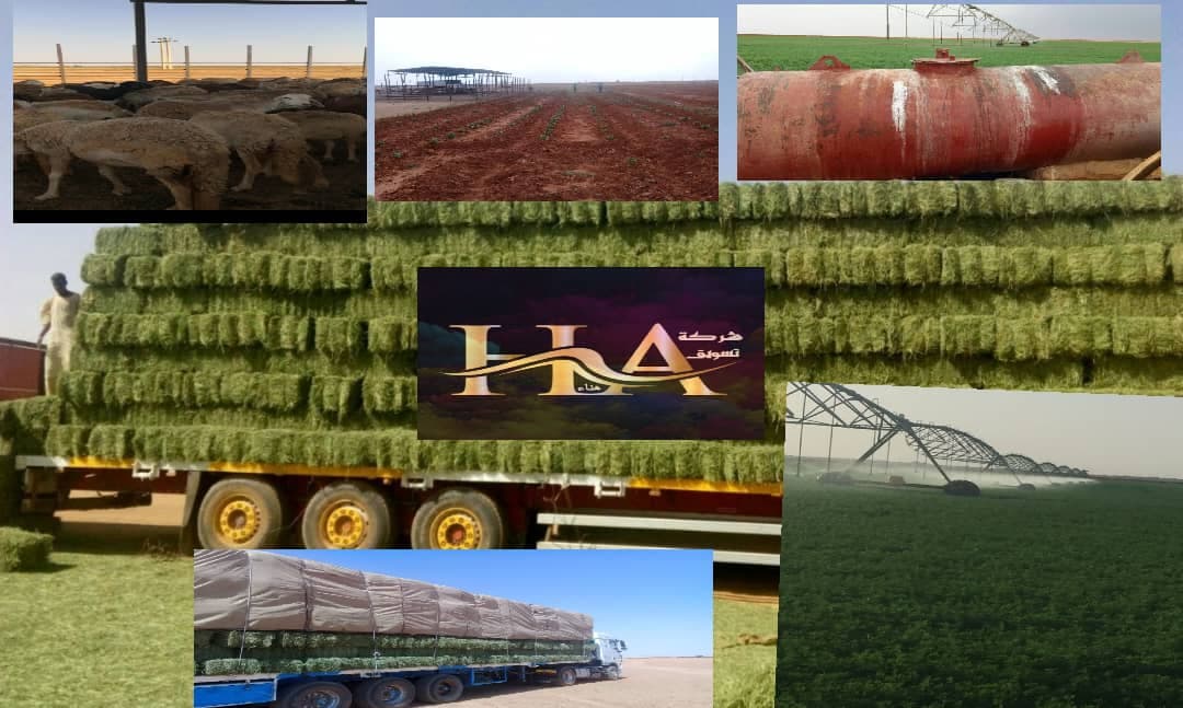 *عرض استثماري للبيع*

  *مزرعة في ولايه نهر النيل - منطقة شندي* موقع مميز بالقرب من  مدخل مدينة شندي  المساحه 300 فدان يعني  ( كيلو ومائة وخمسون متر ف - العقارات في شندي