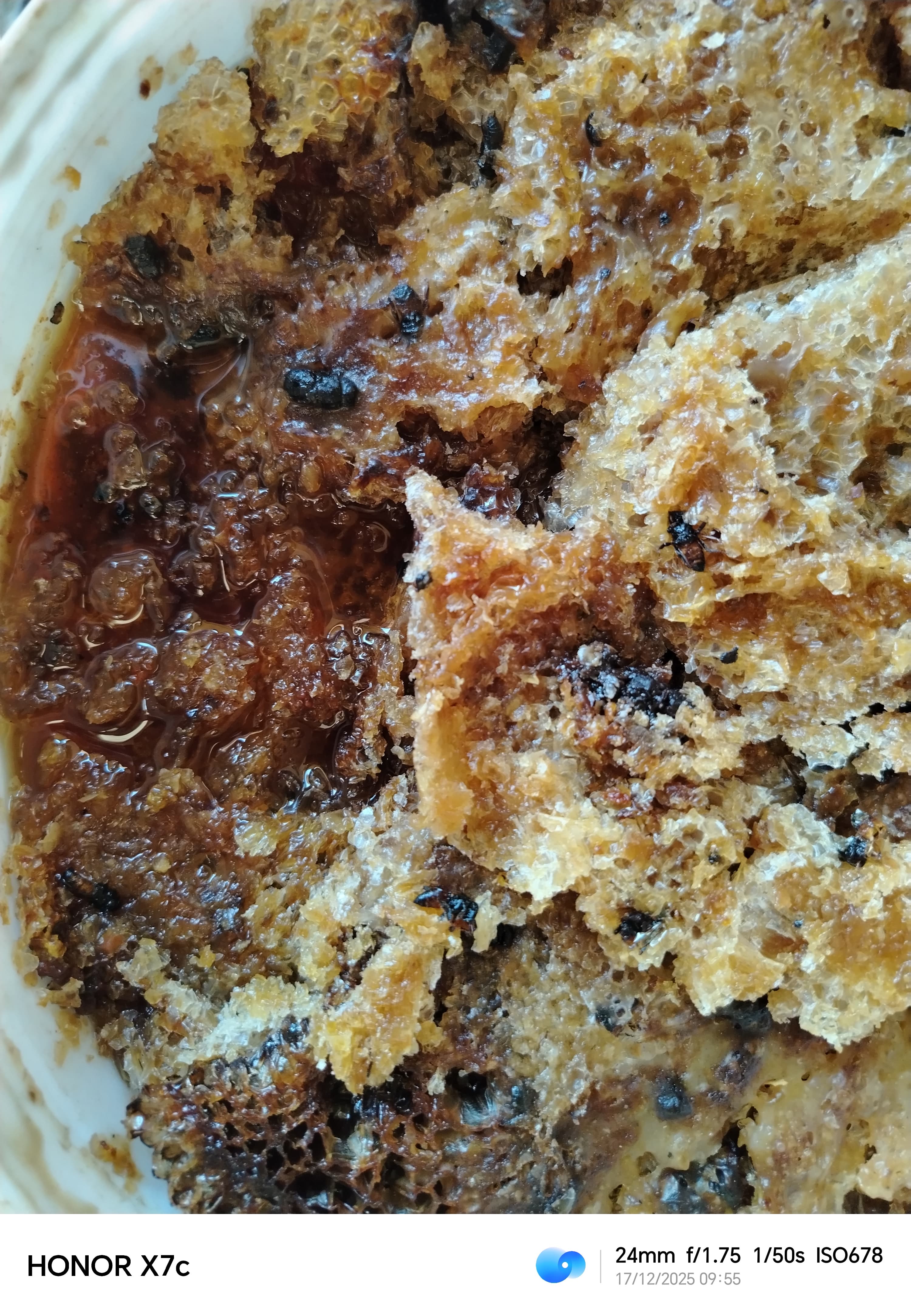 عسل نحل خام جديد  - صورة 3