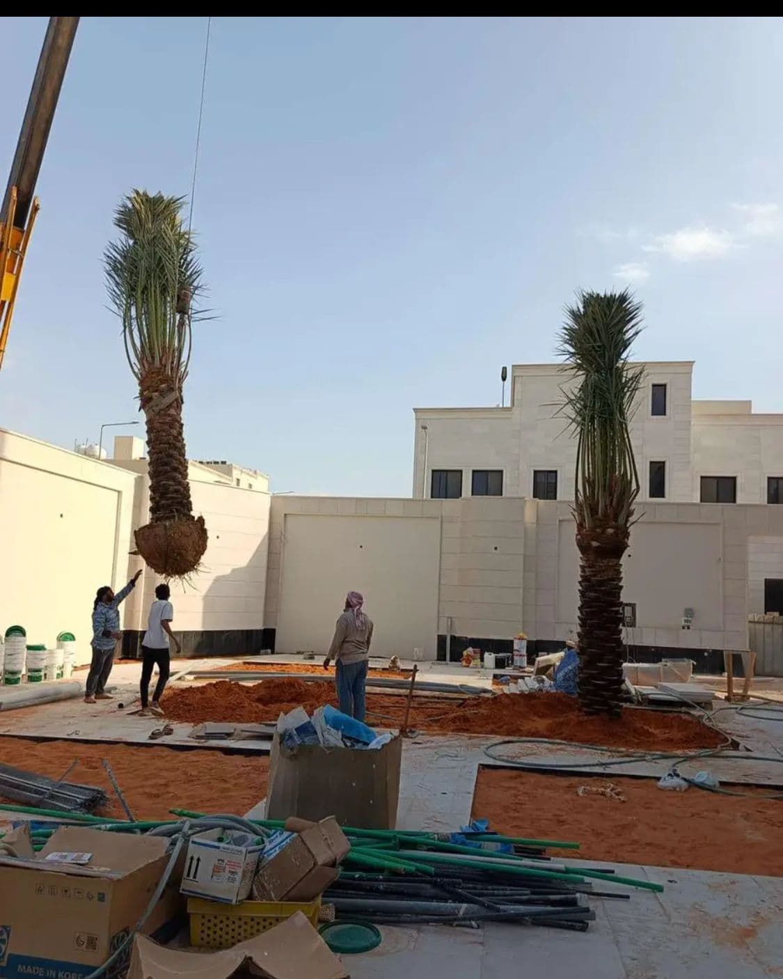 نخيل للبيع - صورة 2