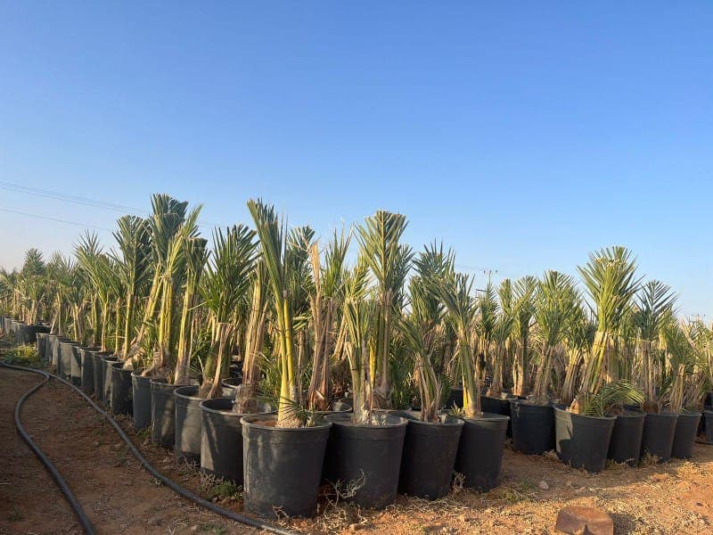 نخيل للبيع - الزراعة في المدينة المنورة