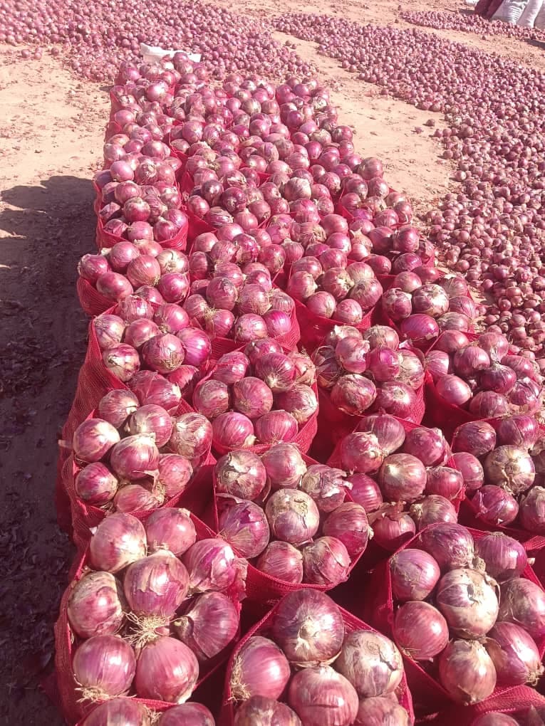 بصل يمني درجه اولى  - المأكولات والمشروبات في الكويت