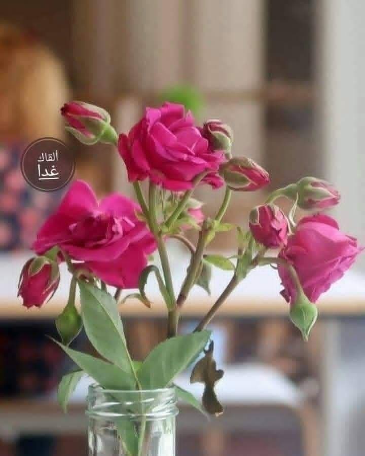 مزرعه  - العقارات في الخرطوم